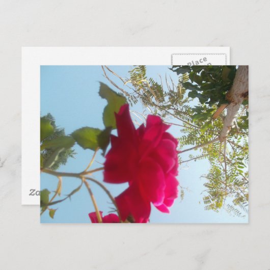 Carte Postale Fleur céleste : Un Rose contre le ciel (Devant / Derrière)