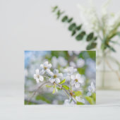 Carte Postale Fleur cerise blanche (Debout devant)
