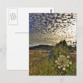 Carte Postale Fleur champ (Devant / Derrière)