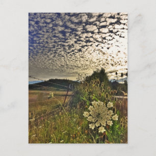 Carte Postale Fleur champ
