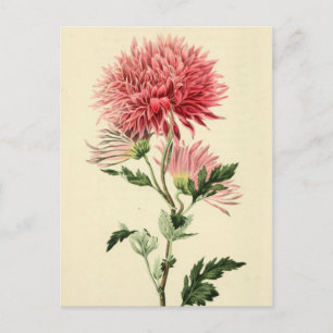Carte Postale Fleur Chrysanthème rose vintage