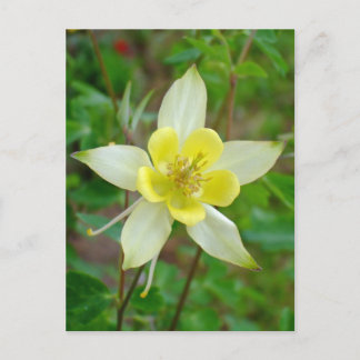 Carte Postale Fleur Columbine en Jaune