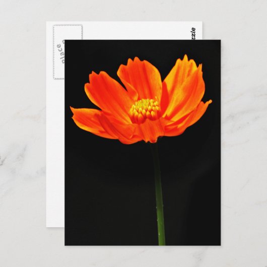 Carte Postale Fleur Cosmos (Devant / Derrière)