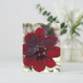 Carte Postale Fleur Cosmos au chocolat (Debout devant)