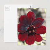 Carte Postale Fleur Cosmos au chocolat (Devant / Derrière)