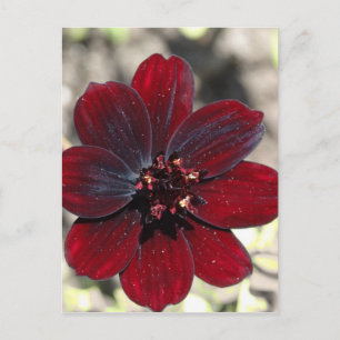 Carte Postale Fleur Cosmos au chocolat