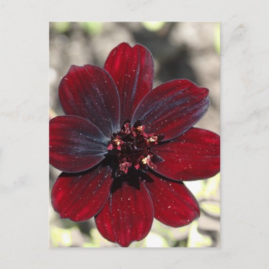 Carte Postale Fleur Cosmos au chocolat (Devant)