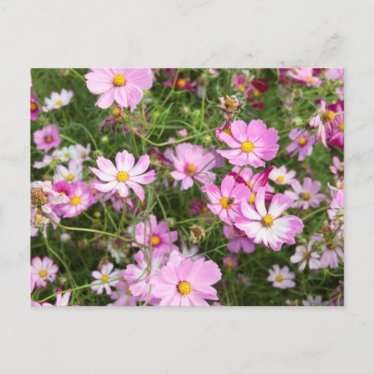 Carte Postale Fleur Cosmos (Bidens Formosa). Kirkwood (Devant)