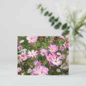 Carte Postale Fleur Cosmos (Bidens Formosa). Kirkwood (Debout devant)