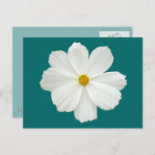 Carte Postale Fleur Cosmos Blanc (Devant / Derrière)