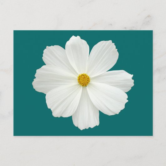 Carte Postale Fleur Cosmos Blanc (Devant)