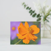 Carte Postale Fleur cosmos orange (Debout devant)