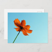 Carte Postale Fleur Cosmos orange (Devant / Derrière)