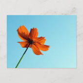 Carte Postale Fleur Cosmos orange (Devant)