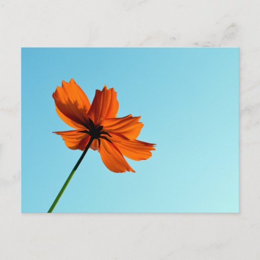 Carte Postale Fleur Cosmos orange (Devant)