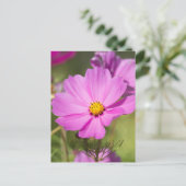 Carte Postale Fleur Cosmos Rose 2 (Debout devant)