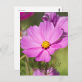 Carte Postale Fleur Cosmos Rose 2 (Devant / Derrière)
