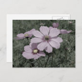 Carte Postale Fleur Cosmos Rose Poulu Noir Et Blanc (Devant / Derrière)