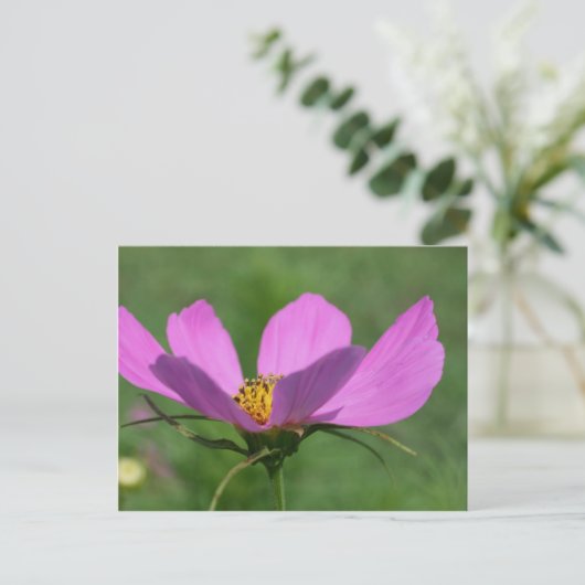Carte Postale Fleur Cosmos rose unique (Debout devant)