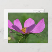 Carte Postale Fleur Cosmos rose unique (Devant / Derrière)
