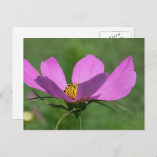 Carte Postale Fleur Cosmos rose unique (Devant / Derrière)