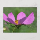 Carte Postale Fleur Cosmos rose unique (Devant)
