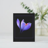 Carte Postale Fleur CROCUS pourpre (Debout devant)
