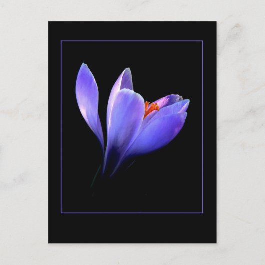 Carte Postale Fleur CROCUS pourpre (Devant)