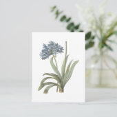 Carte Postale Fleur d'Agapanthus (Debout devant)
