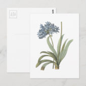 Carte Postale Fleur d'Agapanthus (Devant / Derrière)