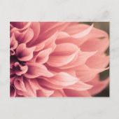 Carte Postale Fleur Dahlia (Devant)