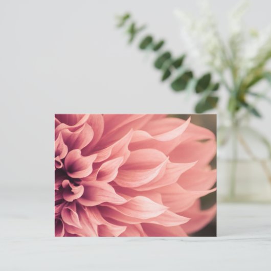 Carte Postale Fleur Dahlia (Debout devant)