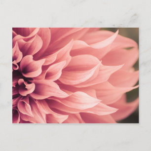 Carte Postale Fleur Dahlia