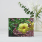 Carte Postale Fleur d'Alamanda jaune (Debout devant)
