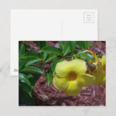 Carte Postale Fleur d'Alamanda jaune (Devant / Derrière)