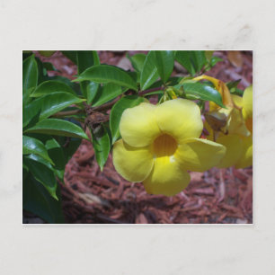 Carte Postale Fleur d'Alamanda jaune