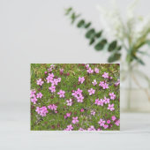 Carte Postale Fleur d'Alaska minuscule violet (Debout devant)