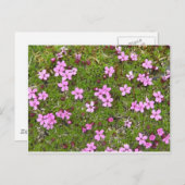 Carte Postale Fleur d'Alaska minuscule violet (Devant / Derrière)