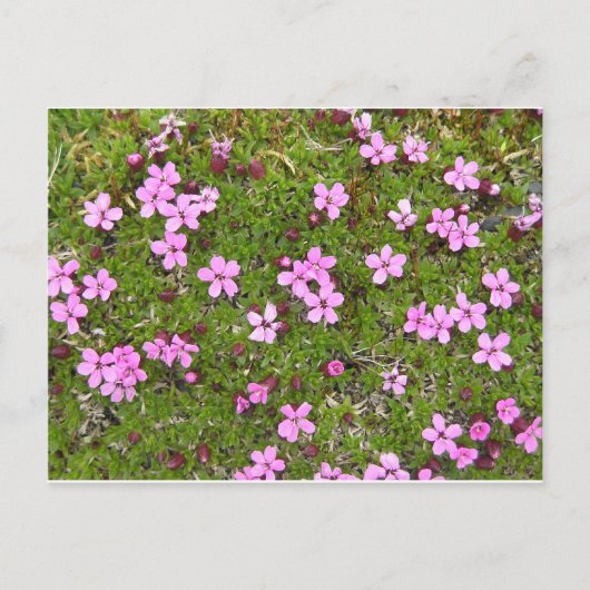 Carte Postale Fleur d'Alaska minuscule violet (Devant)