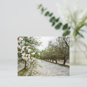 Carte Postale Fleur d'amandes en Californie (Debout devant)