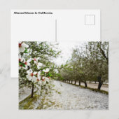 Carte Postale Fleur d'amandes en Californie (Devant / Derrière)