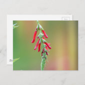 Carte Postale Fleur d'ananas (Devant / Derrière)