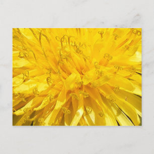 Carte Postale Fleur Dandelion
