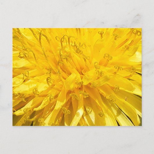 Carte Postale Fleur Dandelion (Devant)
