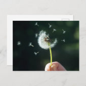 Carte Postale Fleur Dandelion (Devant / Derrière)