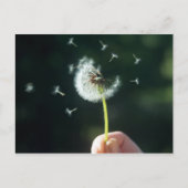Carte Postale Fleur Dandelion (Devant)