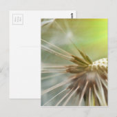 Carte Postale Fleur Dandelion (Devant / Derrière)