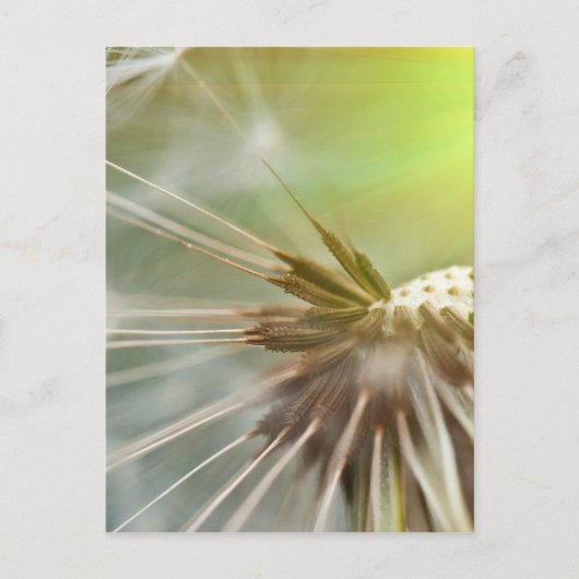 Carte Postale Fleur Dandelion (Devant)