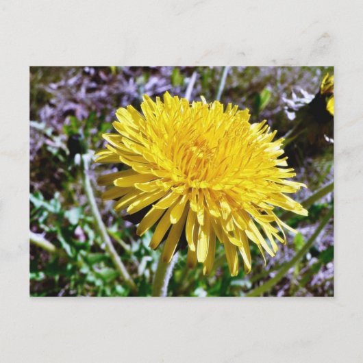 Carte Postale Fleur Dandelion Dans L'Herbe (Devant)