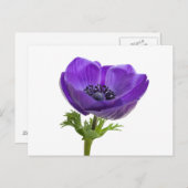 Carte Postale Fleur d'anémone pourpre (Devant / Derrière)